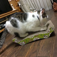 クウとクリスマス