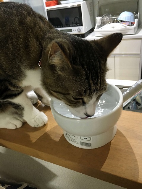 上手に飲めるニャ