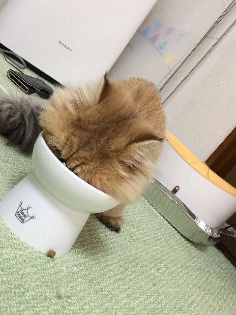 ご飯に夢中