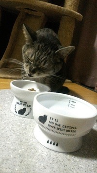 パブリックバージョンﾆｬｯ！