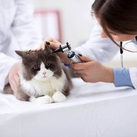 【猫のできもの】おでき？ニキビ？もしかして腫瘍？猫のおできは結構怖い