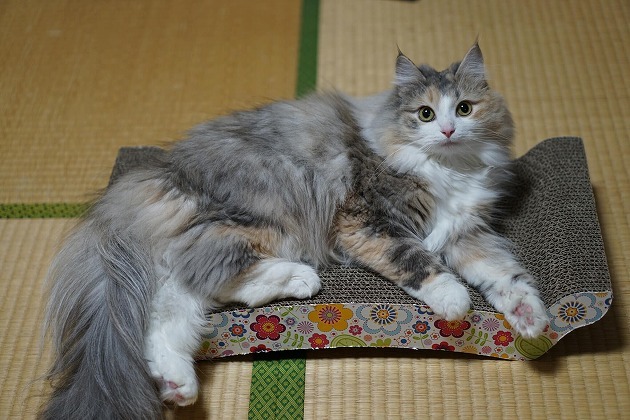 お気に入りのベッド