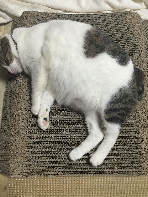 バリバリＬＬサイズをお願いします！！