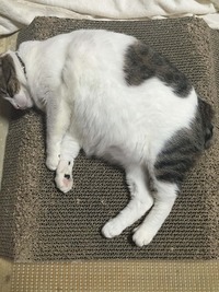 バリバリＬＬサイズをお願いします！！