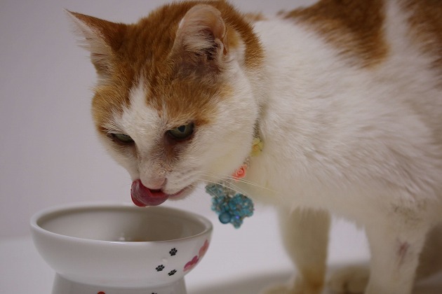 美味しいごはん