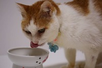 美味しいごはん