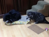 仲良く使っている？