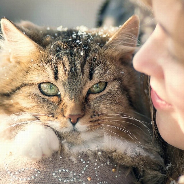 猫は人を選んでいるのかも？「猫に選ばれた人」のエピソード(Ф∀Ф)