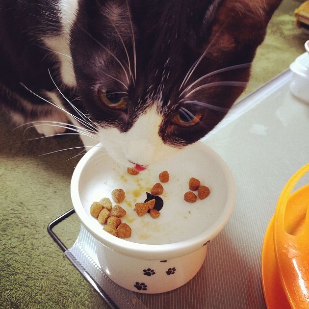 食いしん坊がとまらない