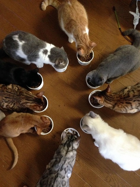 みんな揃って仲良くごはん～！