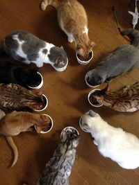 みんな揃って仲良くごはん～！