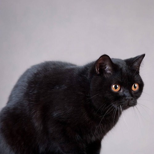 島根県には黒猫が多い…。「猫好きの・猫好きによる・猫のトリビア」