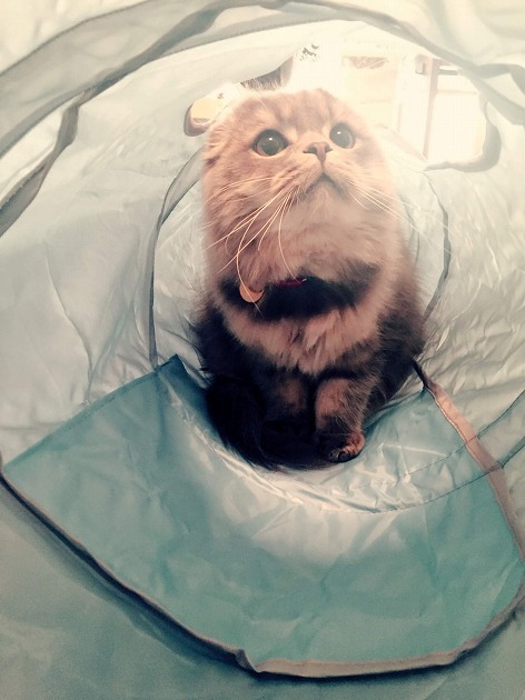 不思議な空間にゃん