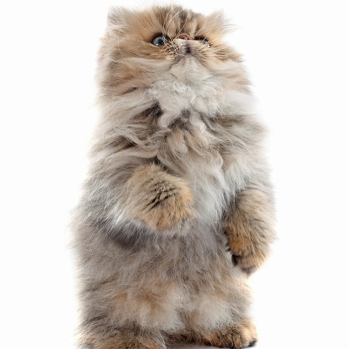 猫の不思議な癖😸一体なぜ？「叱られると立つ」「フードを左から食べる」etc…