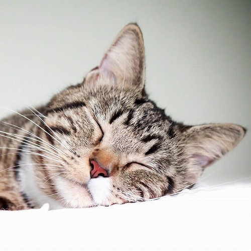 冬の猫はココが困ってるかも？冬を快適に過ごすための３つの対策法