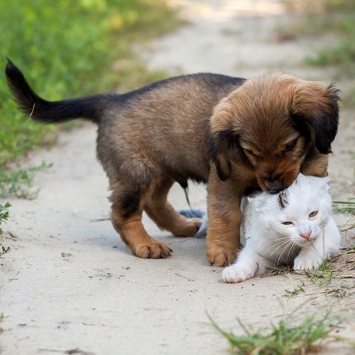 犬のような猫、猫のような犬が増えているかも？あなたの愛猫の犬度数は