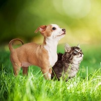 家族よりも猫の方が大事と言う人は81%??ペットの癒し効果が凄すぎる！