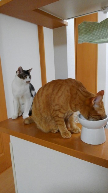 ｢のこせ～のこせ～｣