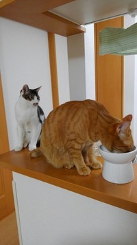 ｢のこせ～のこせ～｣