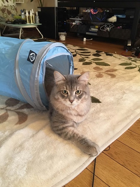 僕の隠れ家(アジト)