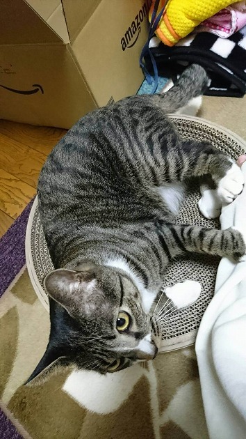 バリバリボウルともぐ