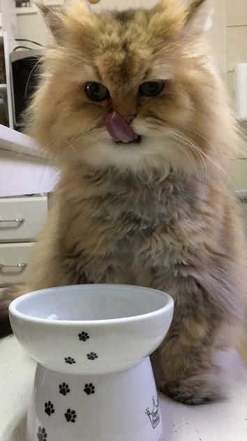 あーおいちかった