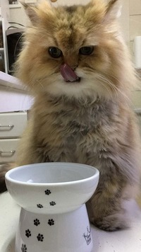 あーおいちかった