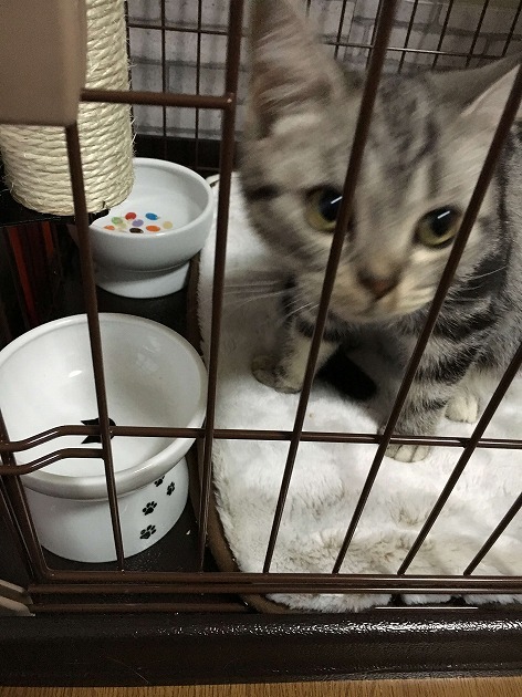 ご飯まだなの、、、