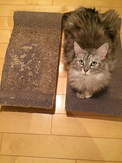 ビフォーアフター