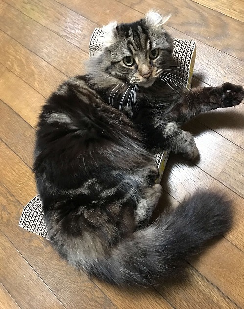 ベッドでゴロりん