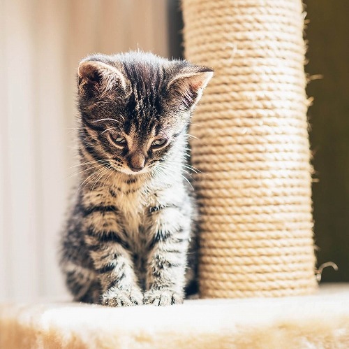 やってほしくない場所の【猫の爪とぎ】問題🐱私はコレで解決しました！