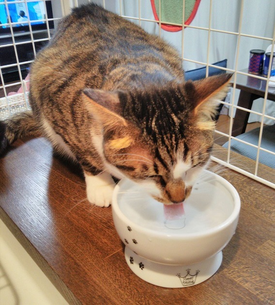 ペチャペチャペチャペチャペチャごくっペチャペチャ…（５ペチャで一口分）