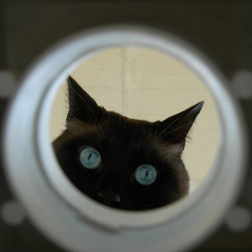 猫には不思議な「第六感」がある？猫にまつわる不思議な能力とは