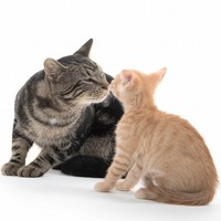 猫の臭いがいつもと違う。猫が『臭い』と感じる意外な原因