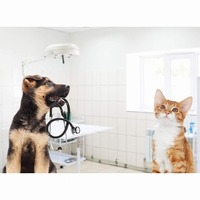 【猫の鼻血】猫の命を脅かす病気のサイン？！猫の鼻血の原因 後編