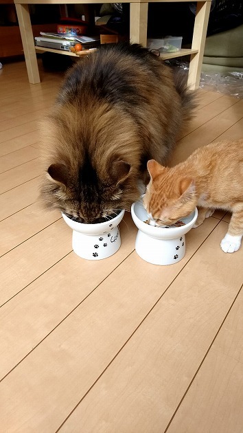 チビチビ！ガツガツ！