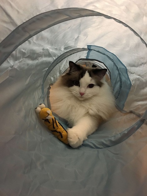 イモムシ確保大作戦。