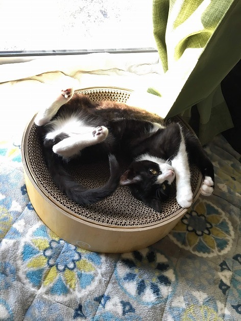 思わずバンザイ