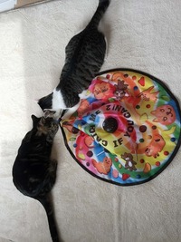 楽しすぎるー(*´`*)