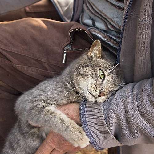 猫も痴呆症になる😿猫の老化を遅らせるたった2つの方法とは
