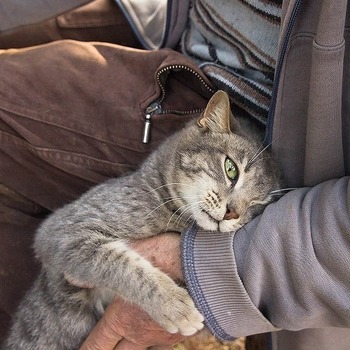 猫も痴呆症になる😿猫の老化を遅らせるたった2つの方法とは