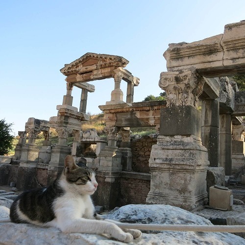 【猫の歴史】神様から悪魔まで🙀猫は海外ではこんな風に思われていた！