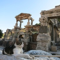 【猫の歴史】神様から悪魔まで🙀猫は海外ではこんな風に思われていた！