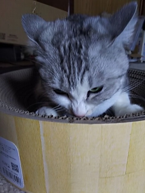 爪研ぎよりマタタビにゃー！