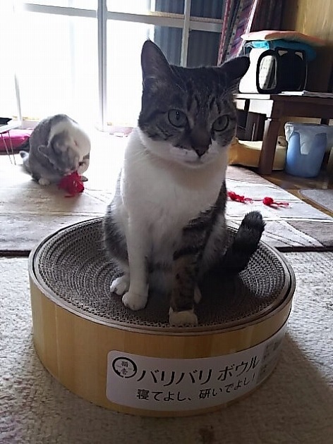 どかないわよ！