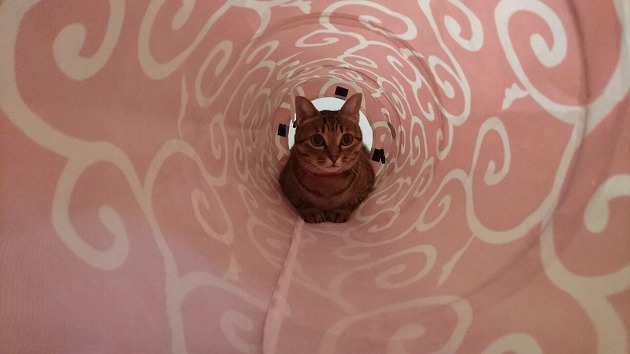 トンネル大好き♪