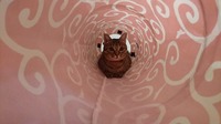 トンネル大好き♪