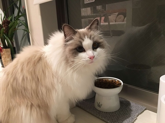 新しいボウル最高！