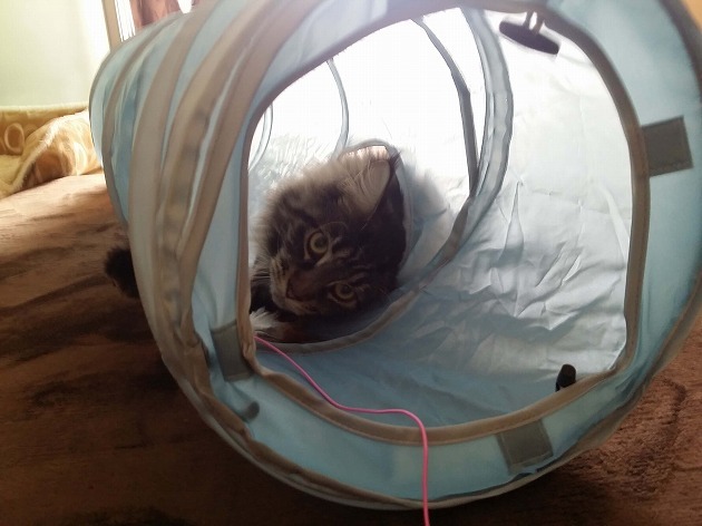 早速のくいつきです。。