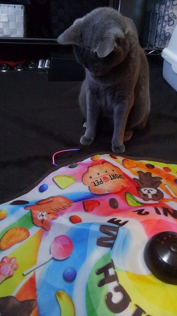 プレゼントありがとうございます！